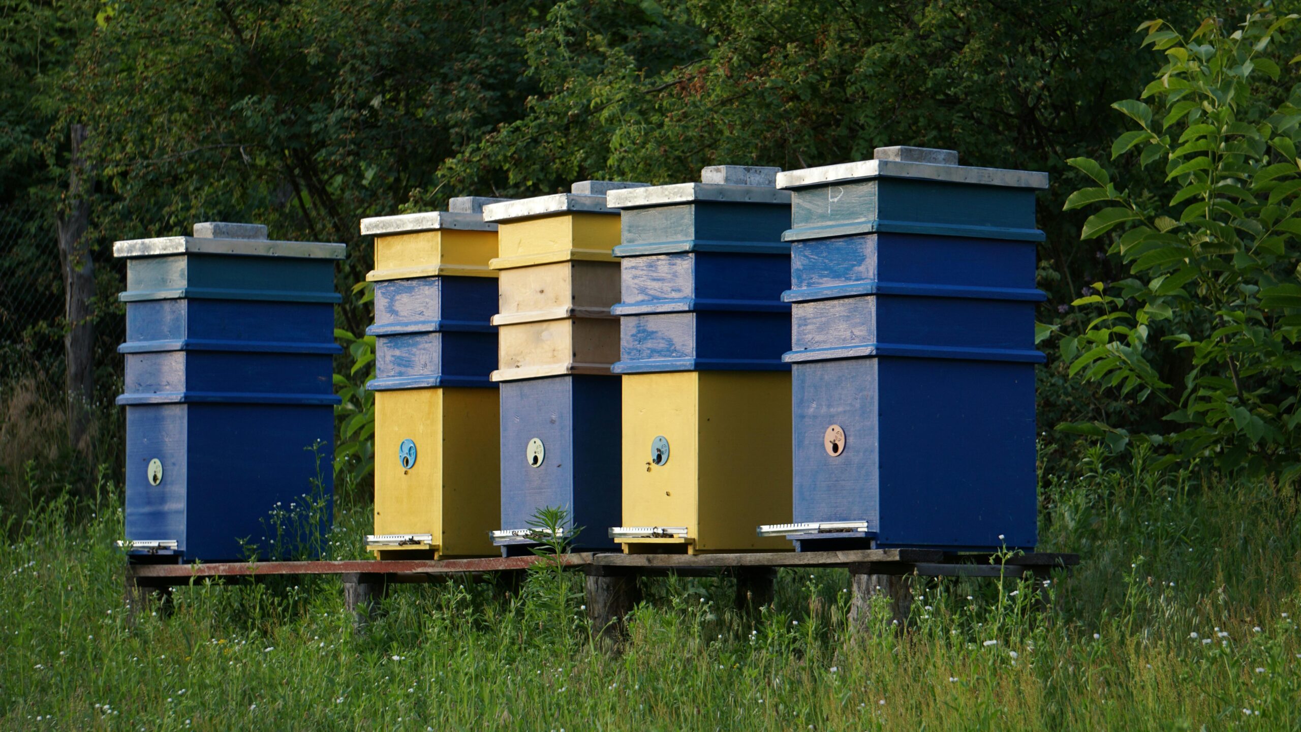 Four painted beehives in blue and yellow set on wooden stands in a grassy field with trees in the background