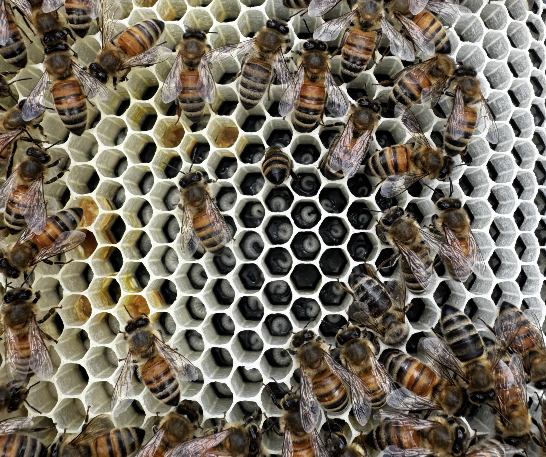 Honey bee larvae in various stages of development surrounded by adult worker bees on white wax comb