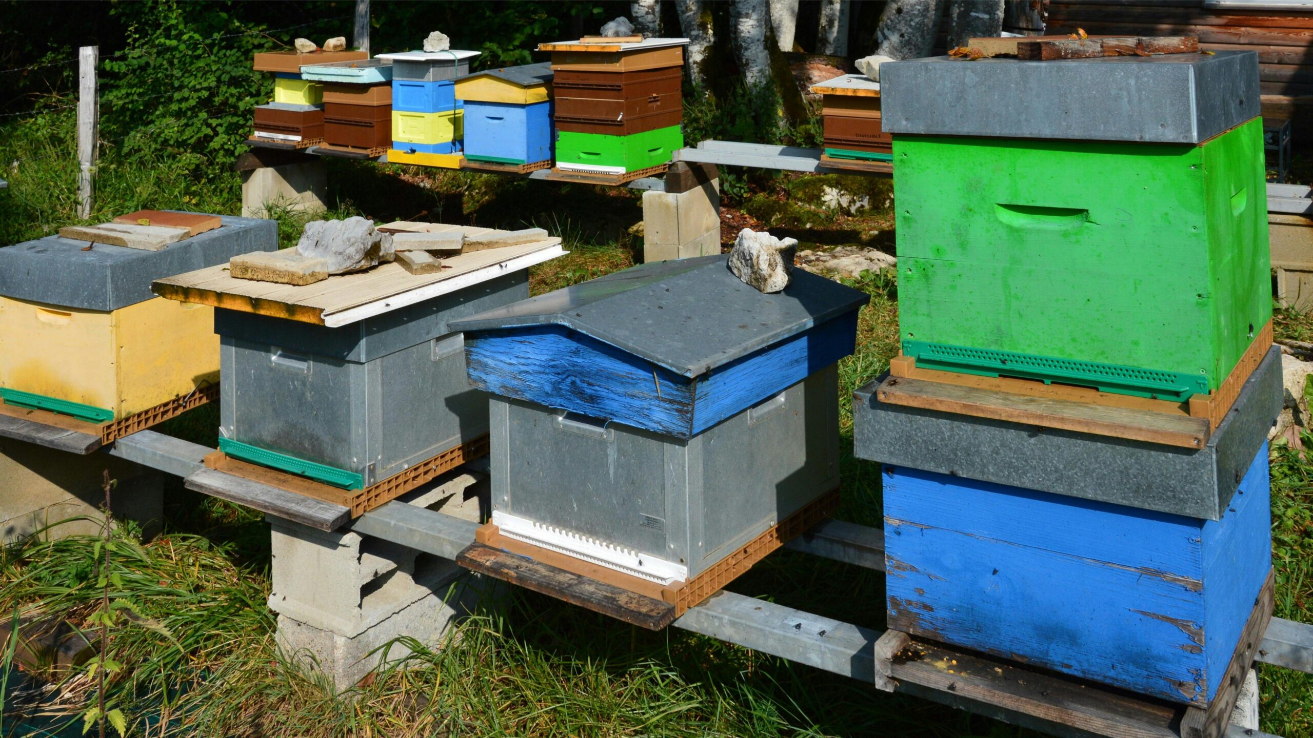 Colorful beehives, including Langstroth and horizontal hives, sitting on raised platforms with rocks on top of the lids in a forest-edge apiary.
